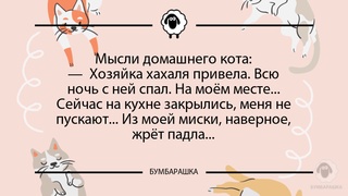 Мысли домашнего кота:- Хозяйка хах...