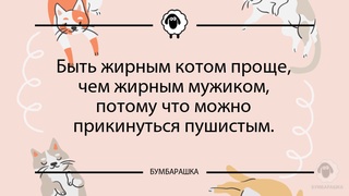 Быть жирным котом проще, чем жирным...