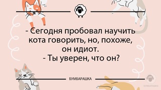 Сегодня пробовал научить кота гов...