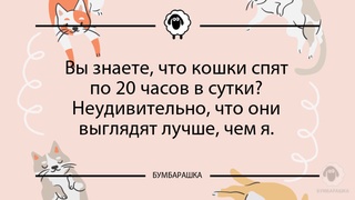 Вы знаете, что кошки спят по 20 час...