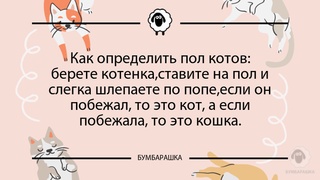 Как определить пол котов: берете ко...