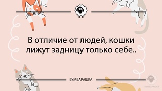 В отличие от людей, кошки лижут зад...