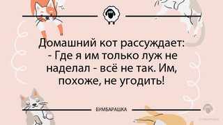 Домашний кот рассуждает: - Где я им...